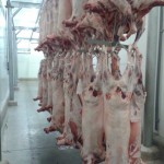 Chilehalal y su proceso en matadero de ganado.