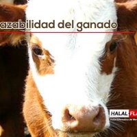 Frigotemuco y el Centro de Certificación Halal de Chile invitan a una degustación de Carne Halal