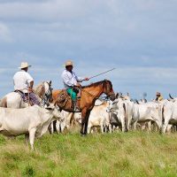Brasil : Por falta de norma, faena de vacas preñadas creció 1,38 % en Río Grande del Sur