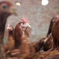 Bulgaria aumenta su producción avícola en un 10%.