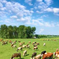Sindicatos agrícolas del Reino Unido: ¡Asegure un trato negociado con Brexit!