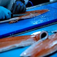Ganancias de AquaChile subieron 9% el 2018 impulsadas mayores ventas de salmón Atlántico a EEUU