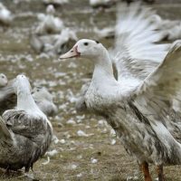 100.000 aves sacrificadas en Vietnam debido a la influenza aviar