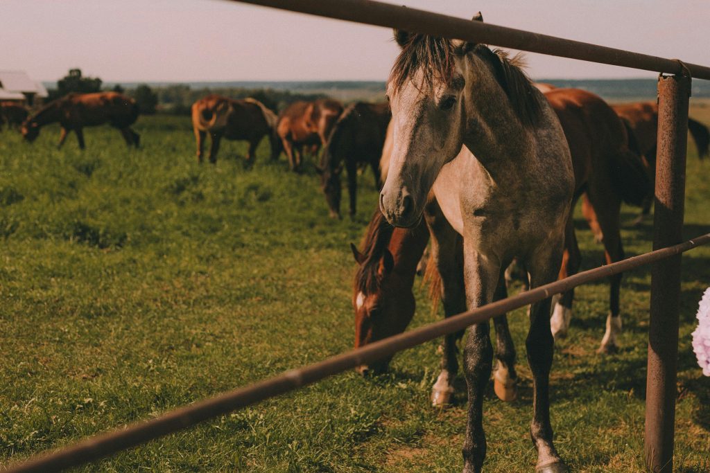 Nuevas reglas para la importación de equinos: mayor control, trazabilidad y eficiencia logística