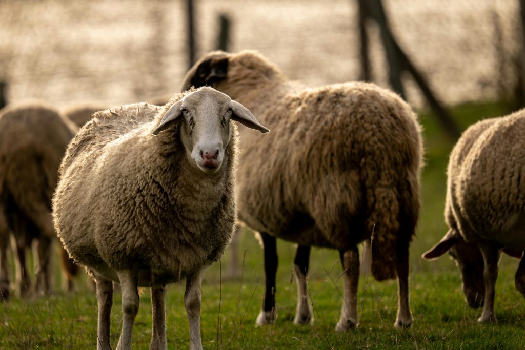 Precios del cordero al alza en Reino Unido: Buen indicio para mercados Halal