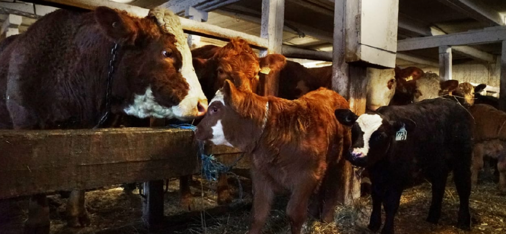 Canadá verá el primer aumento en la cabaña de ganado vacuno en 6 años