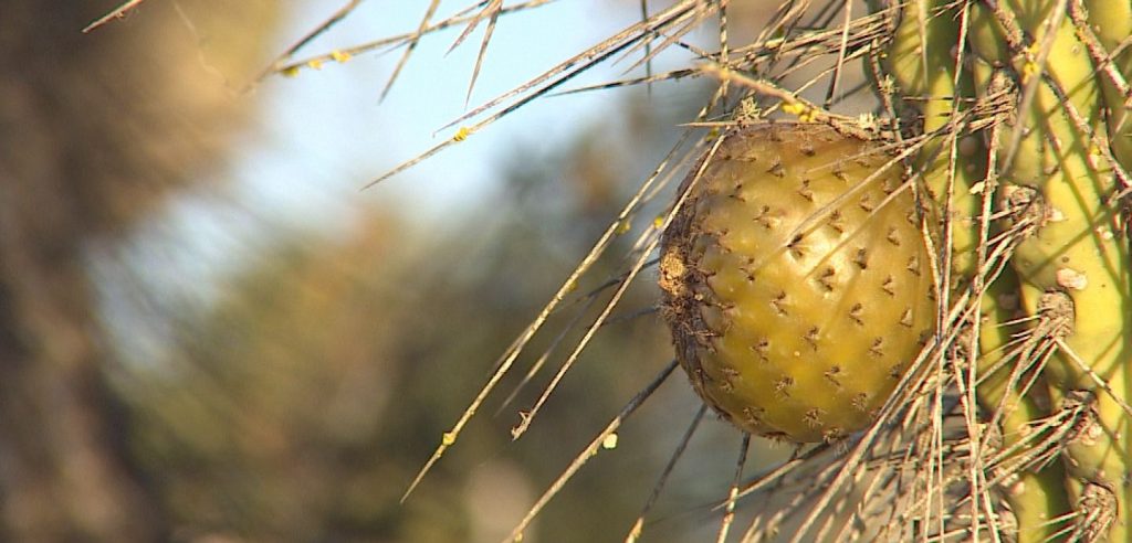 CONOCIENDO AL COPAO CHILENO: El fruto del cactus silvestre