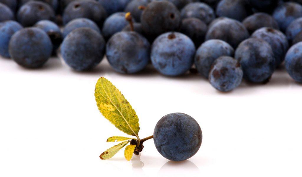 Maqui, el secreto de la eterna juventud