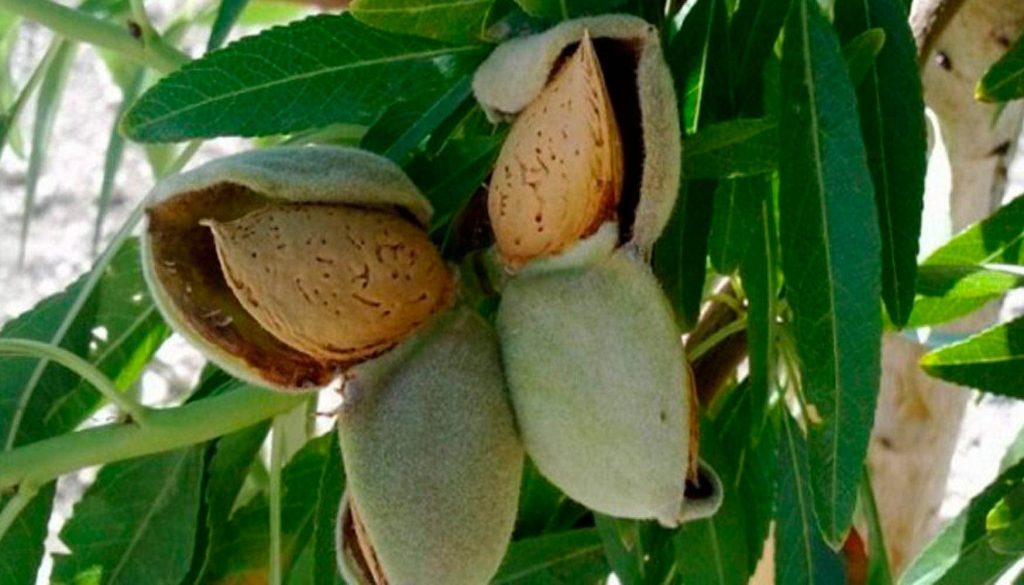 Estados Unidos: aranceles podrían complicar la comercialización de la almendra californiana