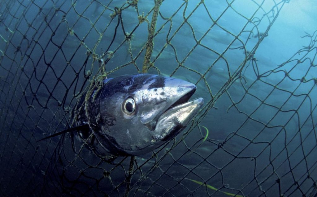 Vietnam aumentó sus exportaciones de atún a Portugal