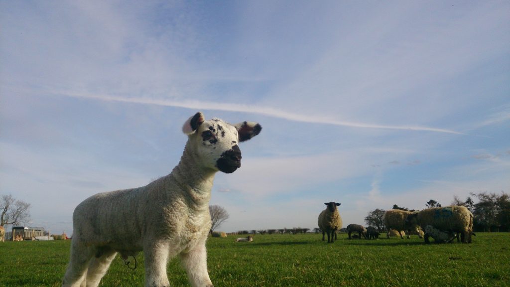 Quejas de los veterinarios británicos por un acuerdo para la exportación de carne de cordero a Arabia Saudí