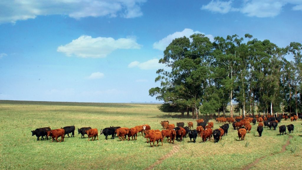 Armenia exportará carne a los Emiratos Árabes Unidos