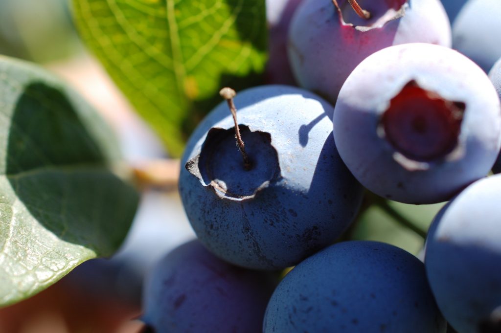 SAG certifica primera exportación de plantas de arándanos con destino a Colombia