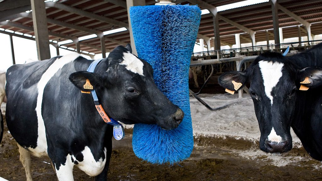 Las exportaciones de ganado de la UE aumentaron durante el primer semestre de 2018