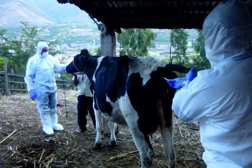 Nuevo foco de aftosa en Colombia