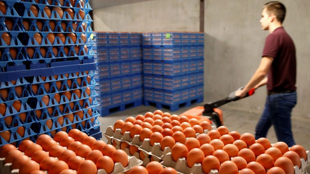 Video: SAG INFORMA: Primera guía sobre bienestar animal en producción de huevos