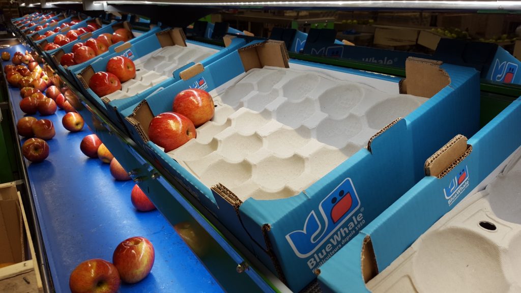Exportaciones de manzanas chilenas superan los envíos de uva de mesa en temporada 2017-2018
