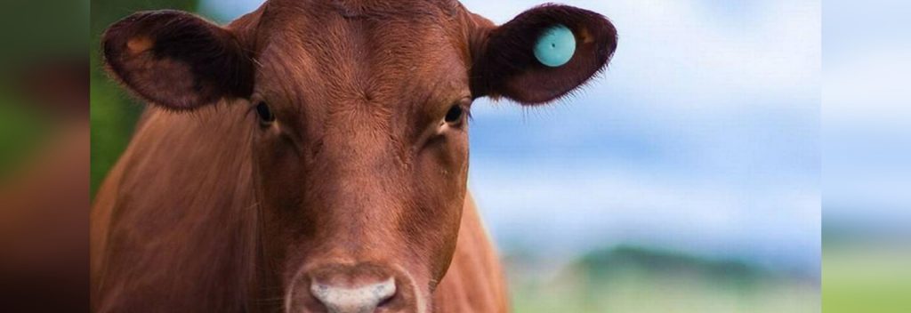 Colombia : 2018 concluirá con más de 4 millones y medio de bovinos trazados