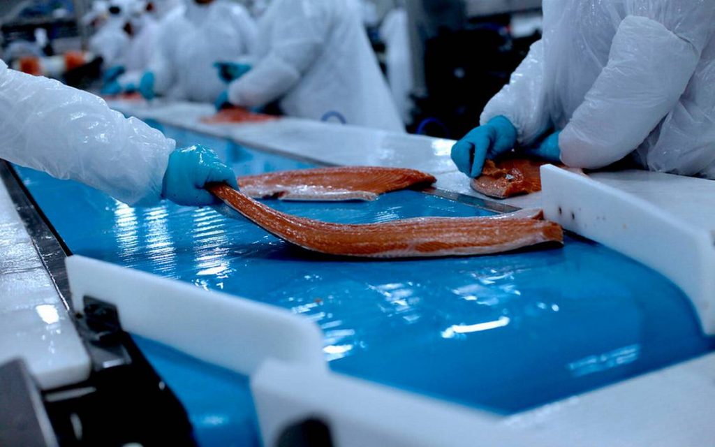 Año récord para el salmón: envíos superarán los US$5.000 millones, su mejor registro histórico
