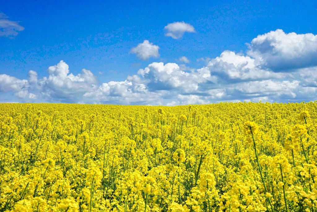 Identifican la sustancia que da el sabor amargo de la colza