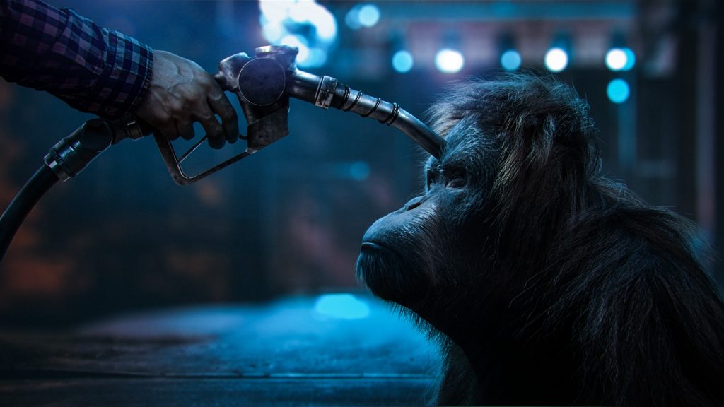 La UE clasifica el biodiésel de palma como insostenible