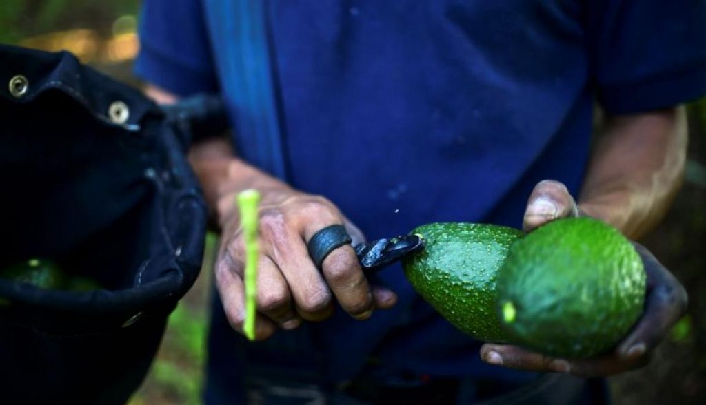 Peru: Exportación de palta logró cifra récord cercana a US$ 800 millones en 2018