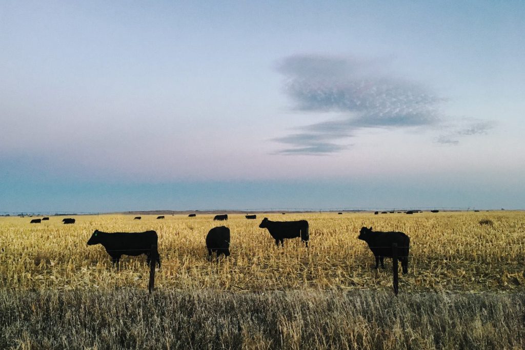 Alemania exportó 70.000 bovinos a países fuera de la Unión Europea
