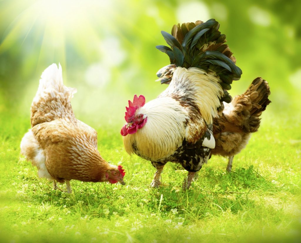 Bulgaria aumenta su producción avícola en un 10%.