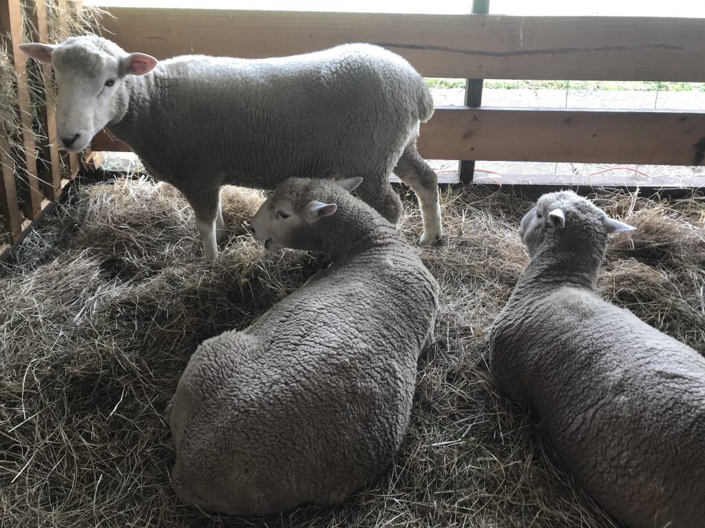 Declaración de Existencia Animal ahora será obligatoria para la región de Aysén