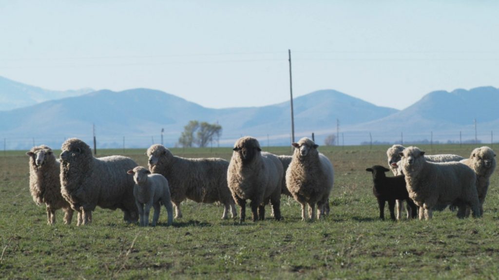 Tres instalaciones de procesamiento de cordero añaden sistema de medición DEXA.