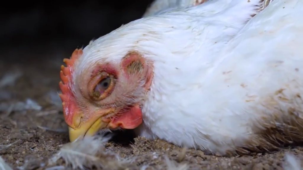 España : Ecologistas en Acción presentadas alegaciones a una instalación de cría intensiva de pollos en Castellón