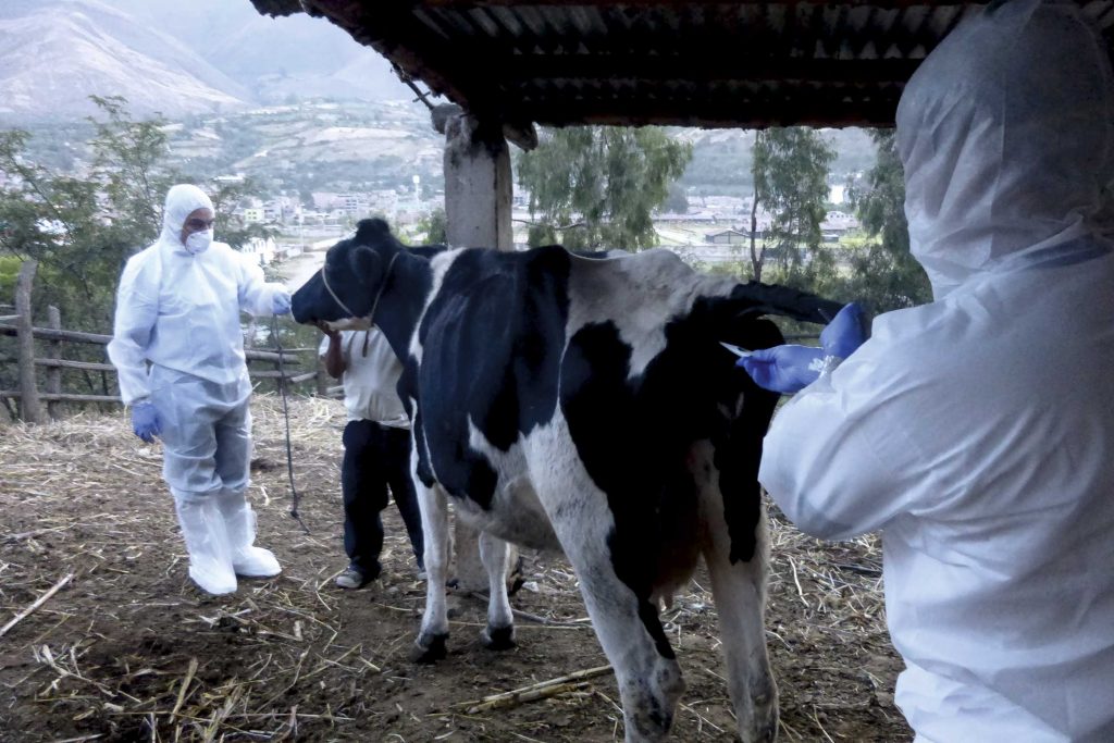 Colombia : Solo 6% de los predios de la región es libre de aftosa