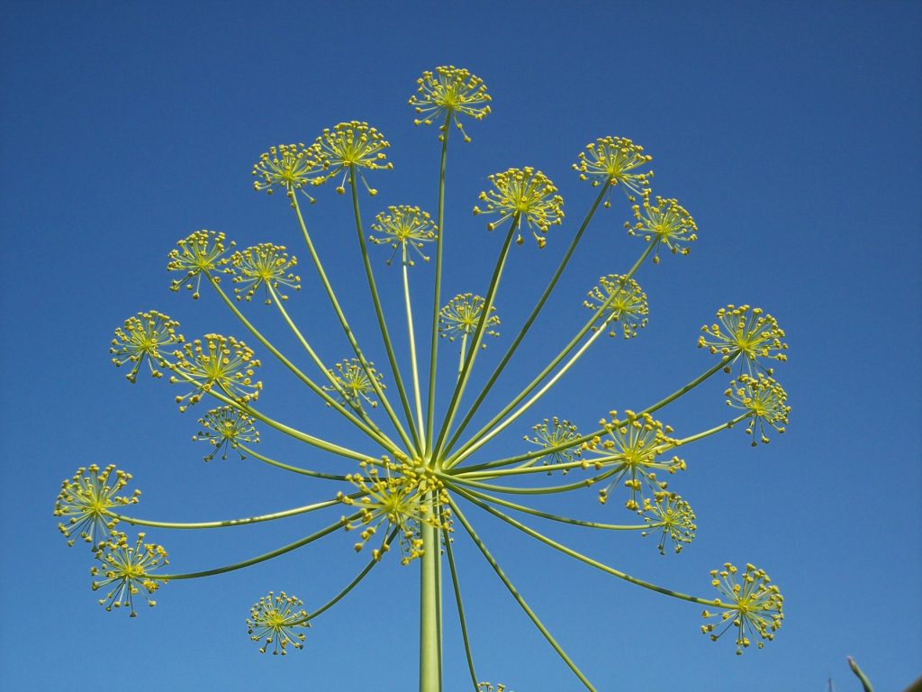 Ensalada de berros con hinojo