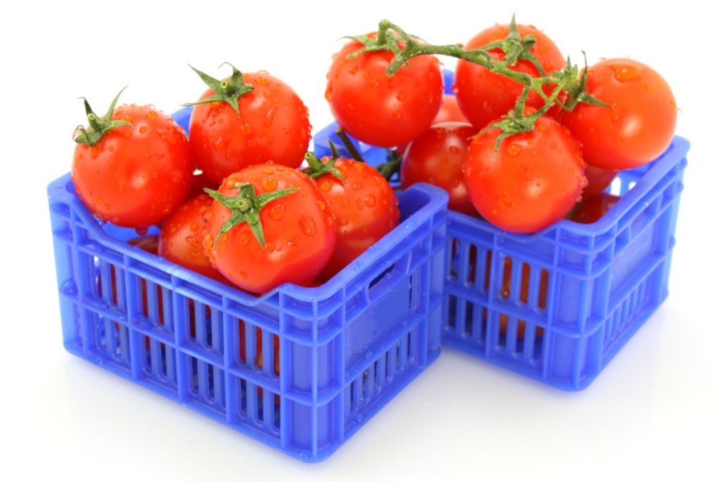 En riesgo la exportación de tomate mexicano