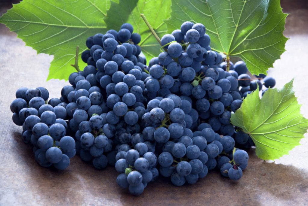 Las uvas negras indias obtienen buenos precios en el mercado chino