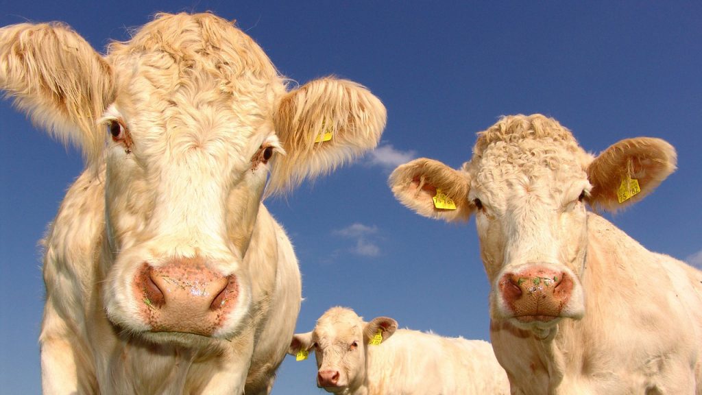 La carne halal no puede ser certificada como orgánica según la legislación de la UE