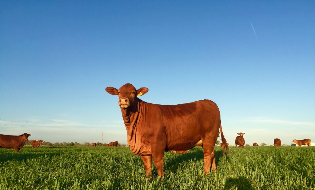 La carne estadounidense refuerza su posición en el mercado coreano