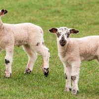 Alemania: el 98 por ciento de la carne de ganso importada en 2021 provino de Polonia y Hungría