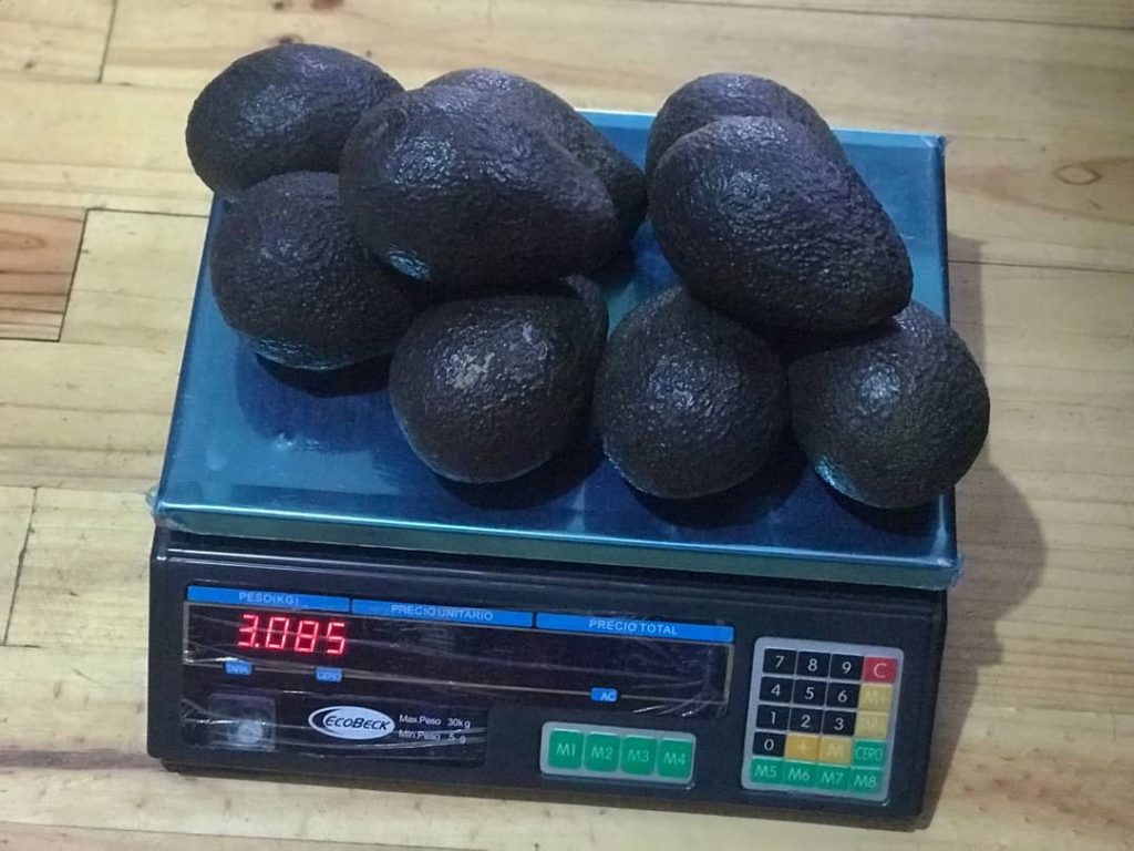 Palta Hass peruana logra ingreso al mercado de Tailandia