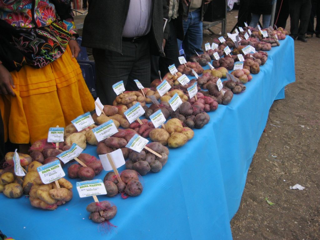 INDAP descartó que variedades de semillas nativas se encuentren sujetas al TPP11