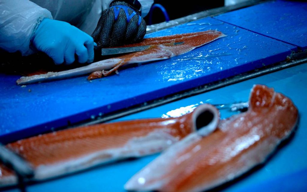 ¿Cómo seguir reduciendo uso de antibióticos en el salmón chileno?