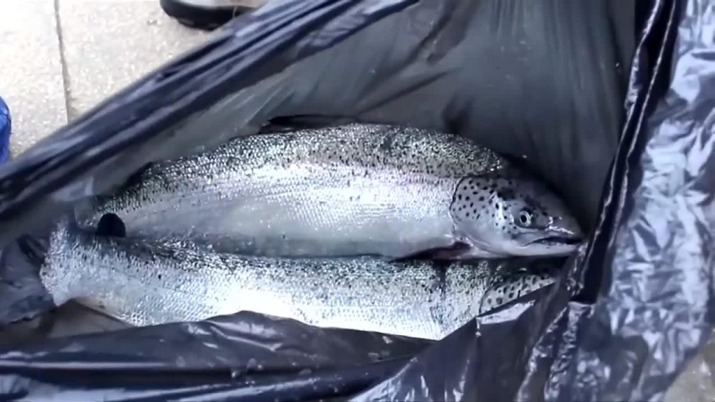 Los impactos de la mortalidad masiva de salmones en Noruega
