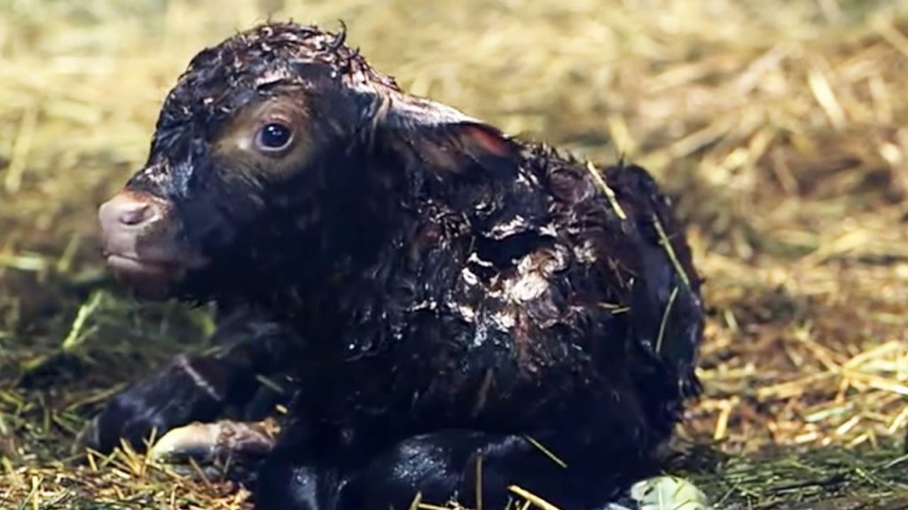 Lo que sucede antes, durante y después del parto de la vaca