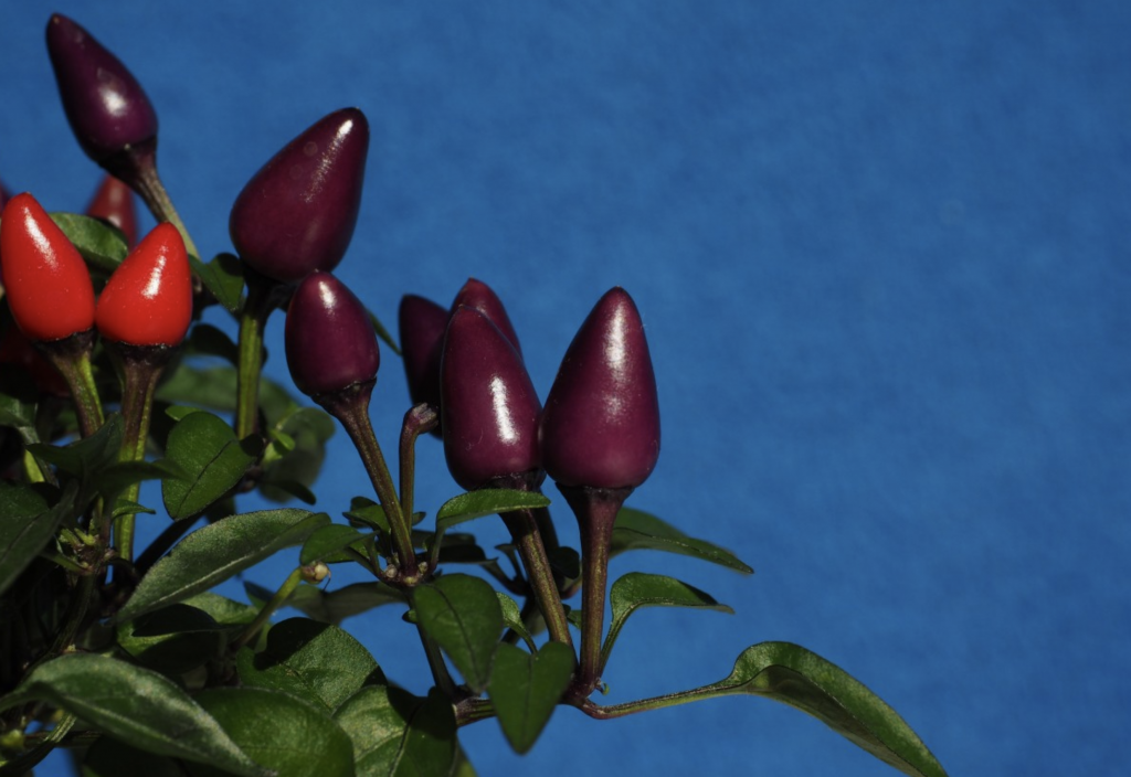 NASA revela primera fruta que se cultivará en la estación espacial internacional