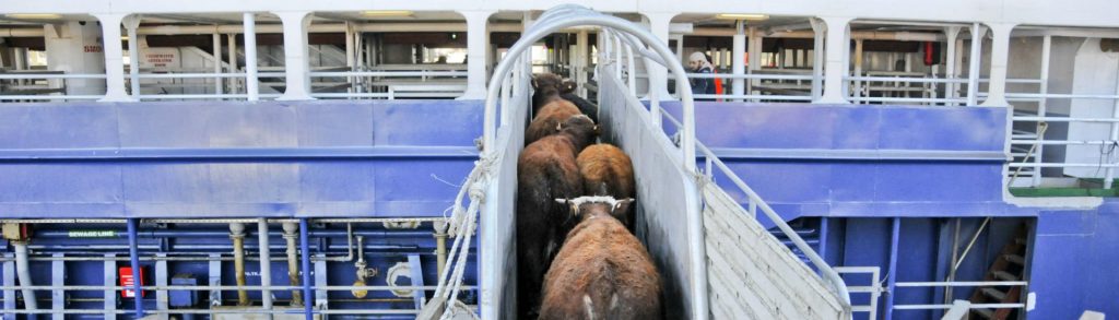 México : Preocupa iniciativa de sacrificio de ganado