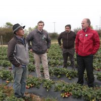 Chile planea restablecer el comercio de frutas con China a niveles normales para fin de mes