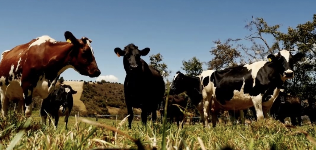La industria ganadera de EE. UU. Enfrenta grandes pérdidas