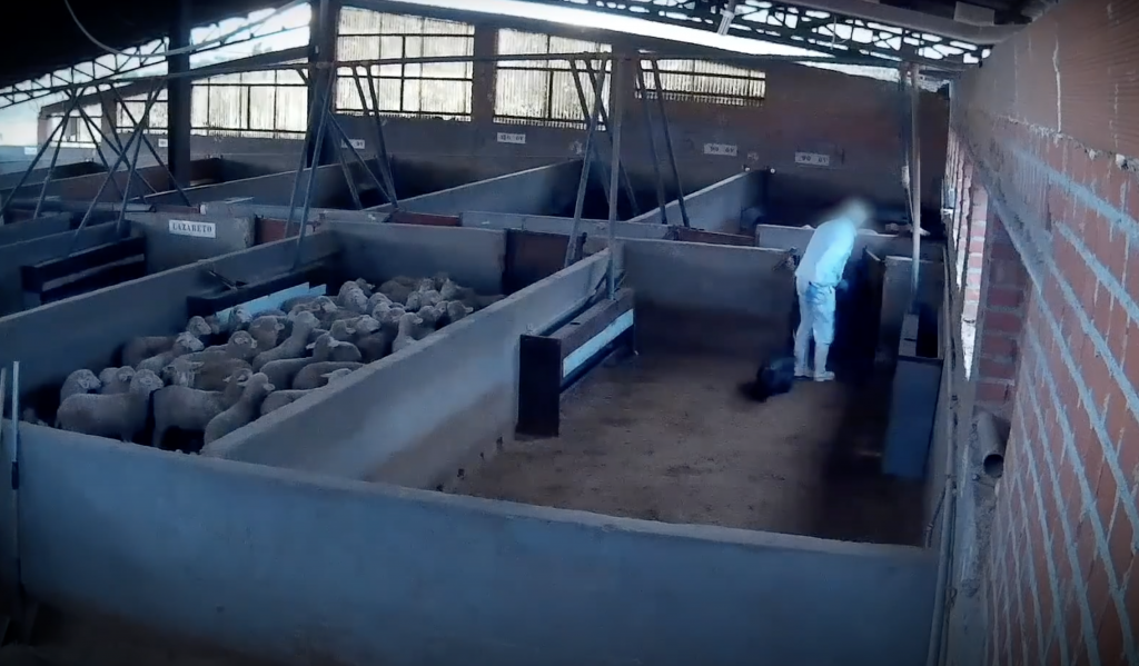 Cámara oculta registra indignante maltrato a animales en matadero de España