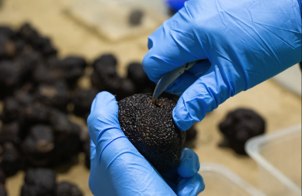 Chile lidera la producción de trufa negra en Sudamérica