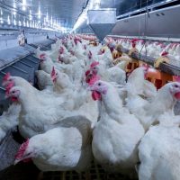 Cambios a largo plazo en el mercado chino de proteínas animales